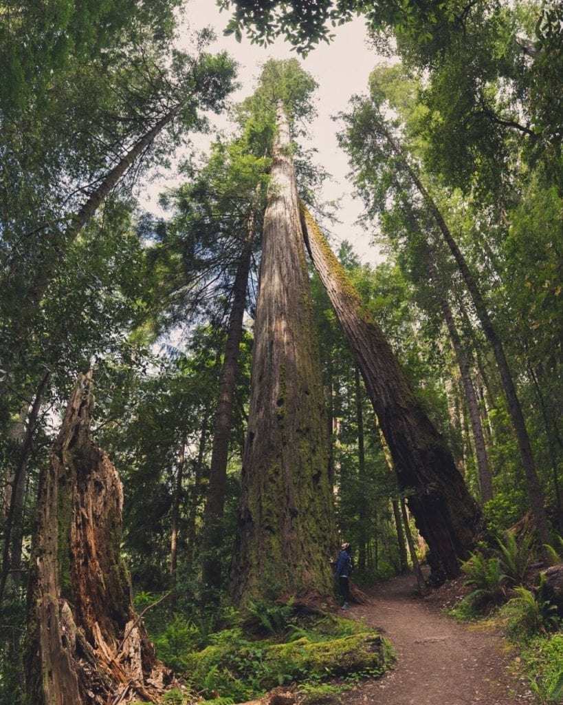 红杉国家公园里的高大的树林里有红杉树bob游戏官方