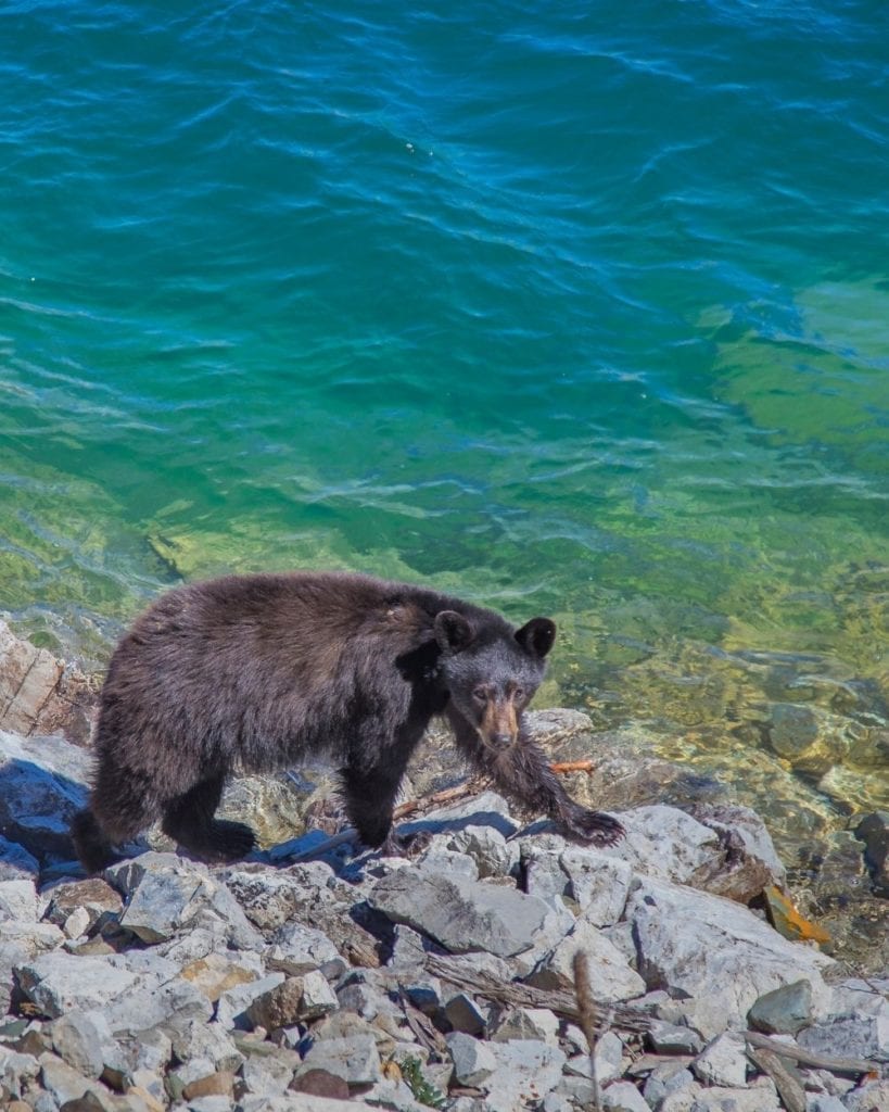 冰川国家公园麦当劳湖旁的一头黑熊bob游戏官方