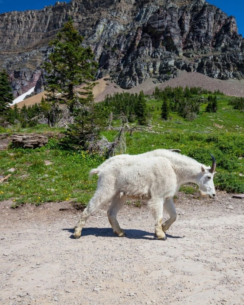 在国家冰川公园里，一只山羊走在一条小径上。bob游戏官方