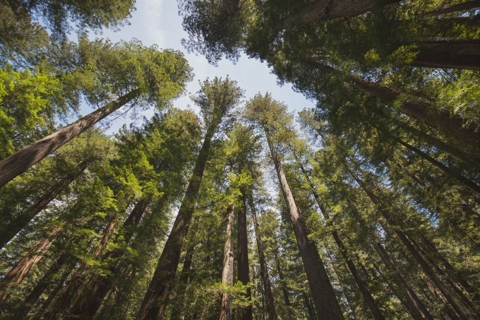 在加利福尼亚州的洪堡红杉州立公园，仰望着高大的红杉树和蓝天bob游戏官方
