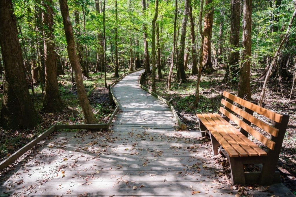 在南卡罗来纳的刚果国家公园，一条木板路上的长凳穿过高高的树bob游戏官方