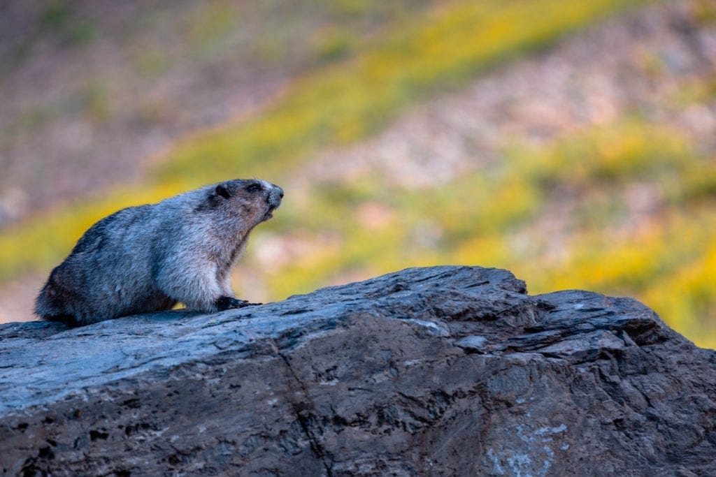 冰川国家公园里，一只土拨鼠坐在一块岩石上。bob游戏官方