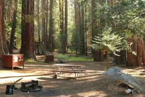 红杉国家公园最佳露营的终极指南bob游戏官方