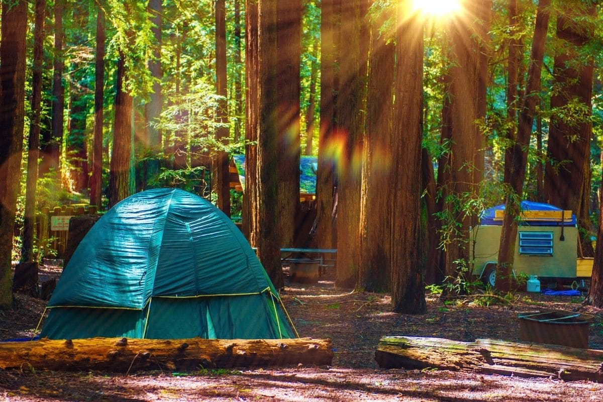 在国王峡谷国家公园的森林里搭起帐篷露营bob游戏官方