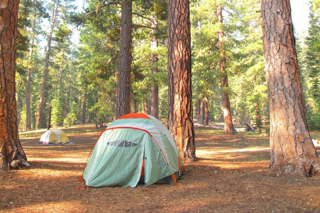 帐篷在营地的红木林中