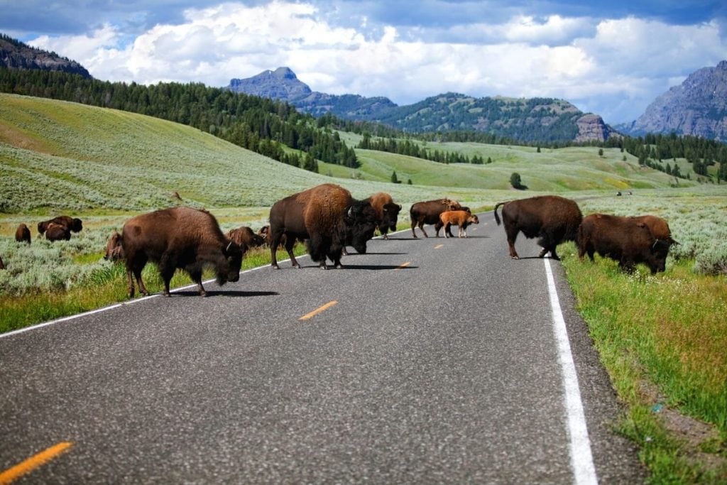 黄石公园拉马尔山谷的野牛正在过马路