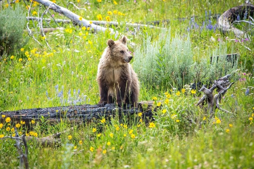 一只熊幼崽在黄石公园野花覆盖的草地上