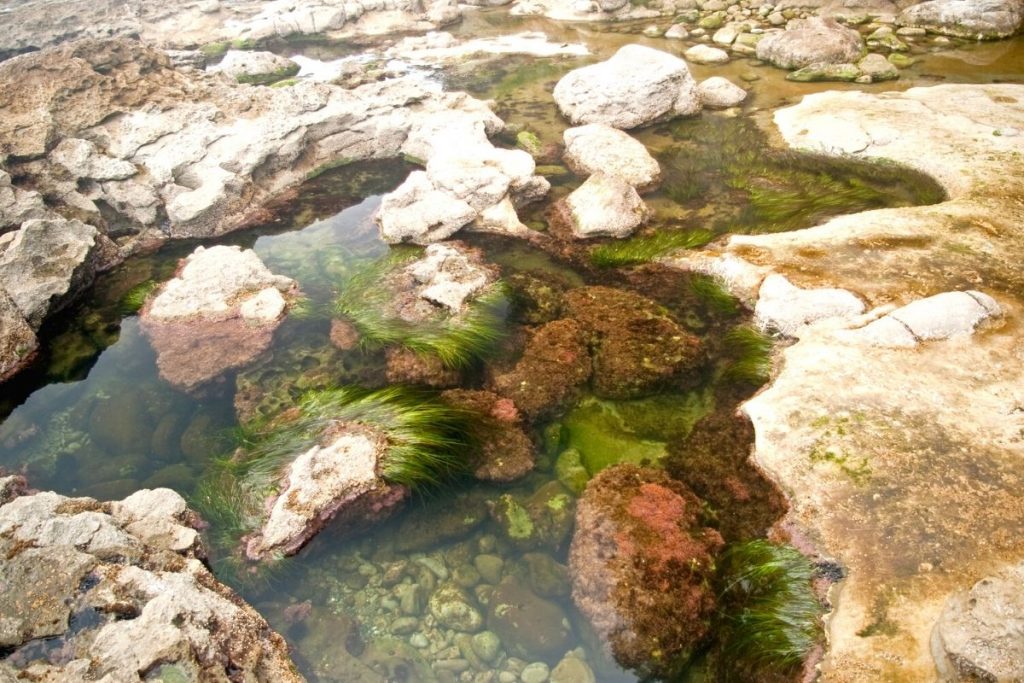 红木国家公园克拉马斯河低潮处的潮汐池bob游戏官方
