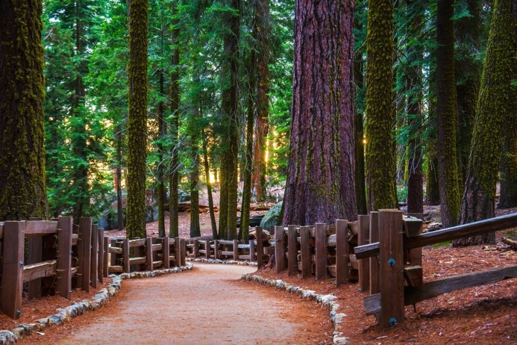 红杉国家公园里的红杉小径bob游戏官方