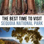 参观红杉国家公园的最佳时间bob游戏官方