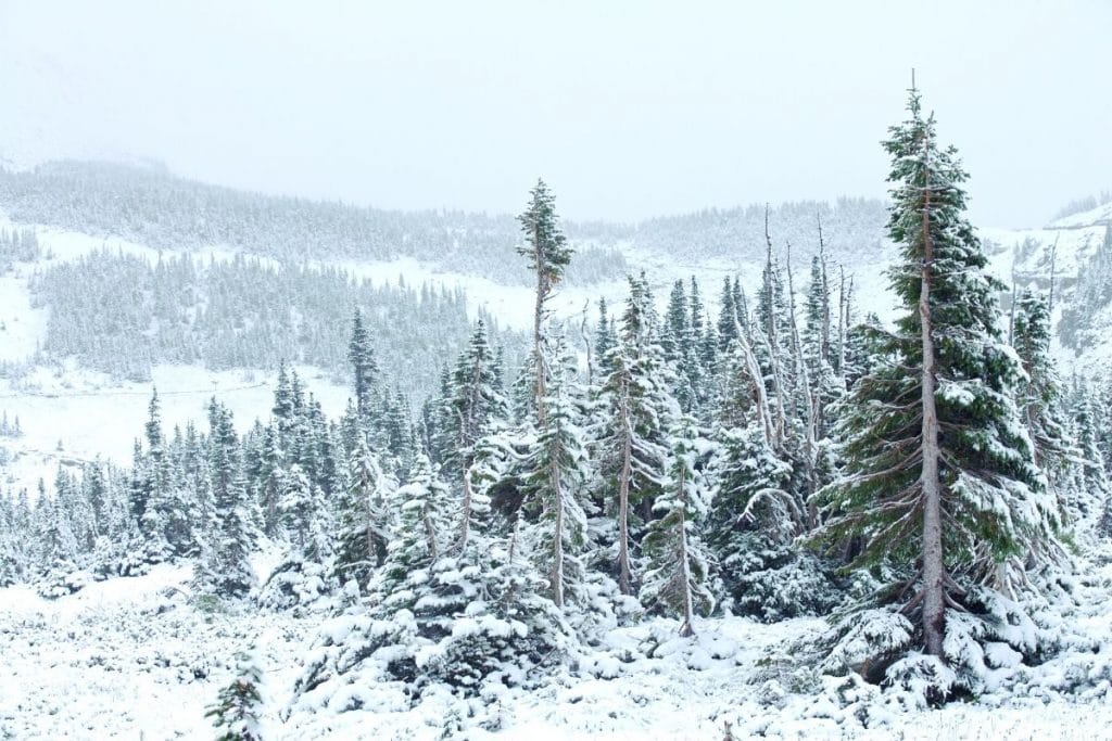 冰川国家公园的树木在冬天被雪覆盖bob游戏官方