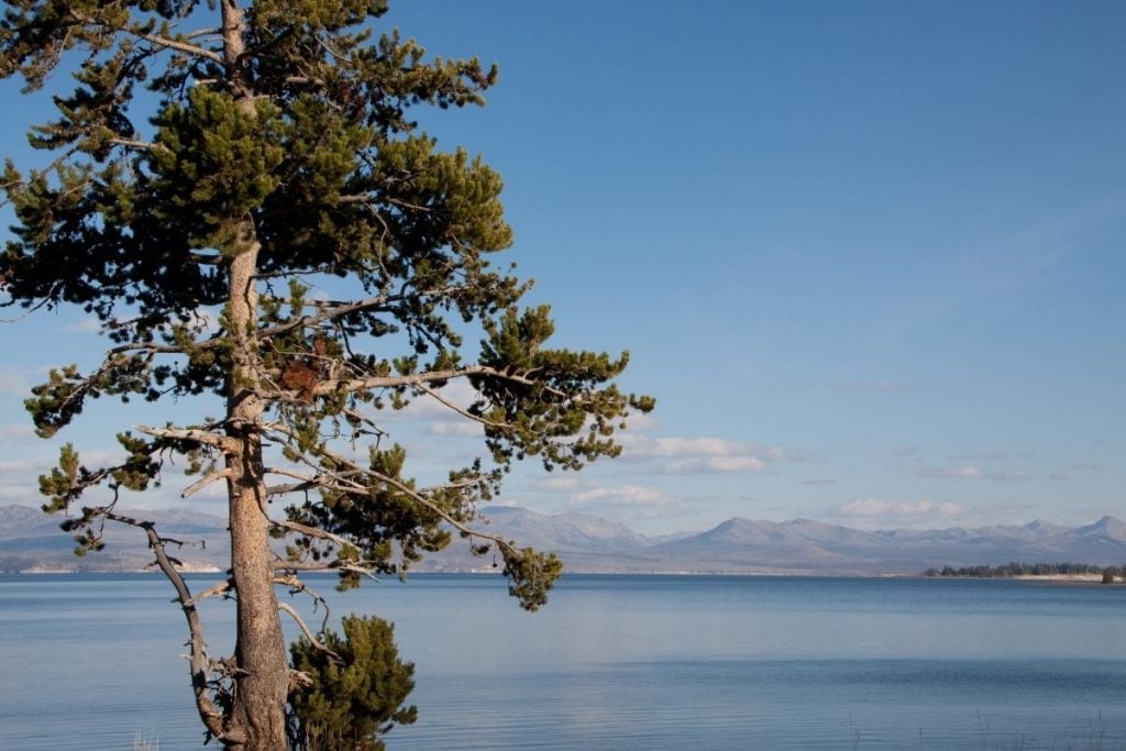 黄石湖的广阔视野，前景有一棵树
